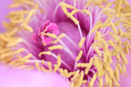【質】蕊
