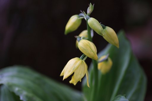 蘭の仲間？