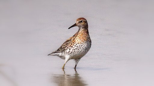 ISO感度2500のウズラシギ