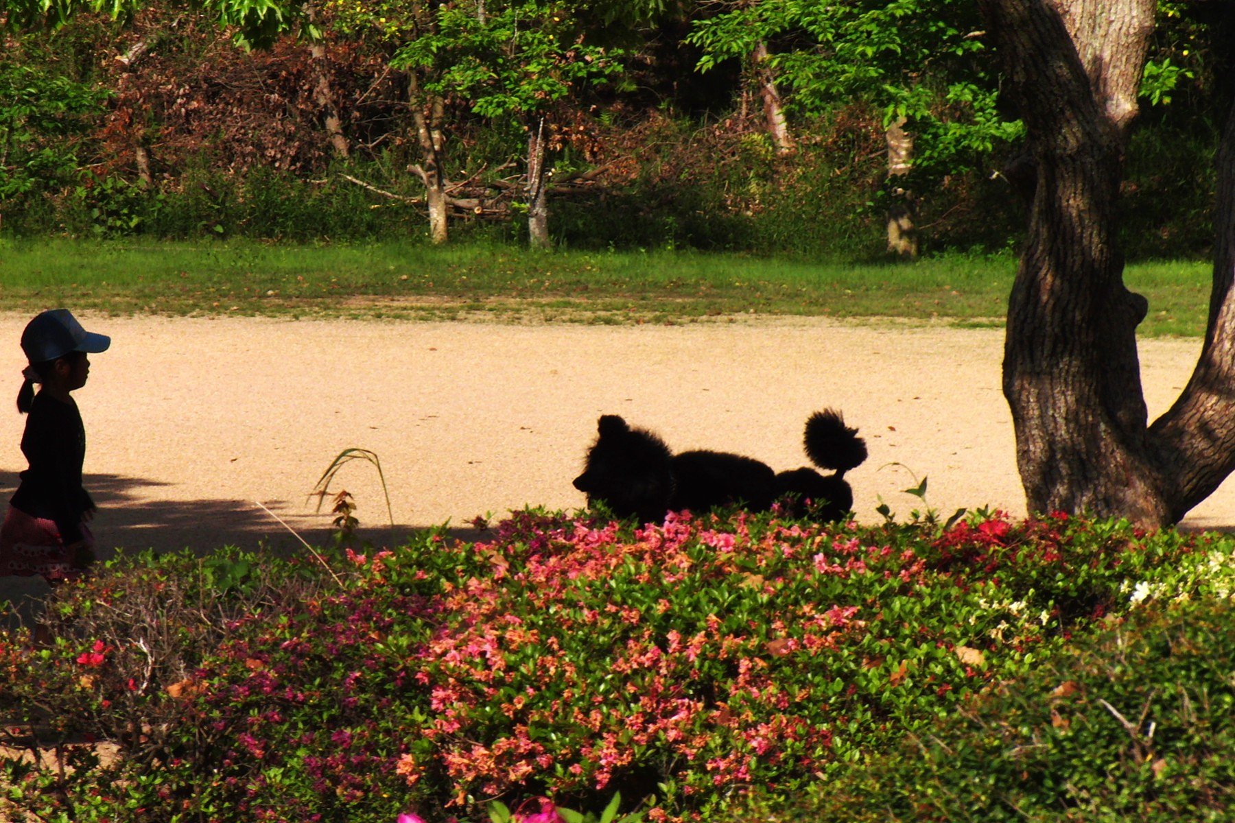 子供と犬