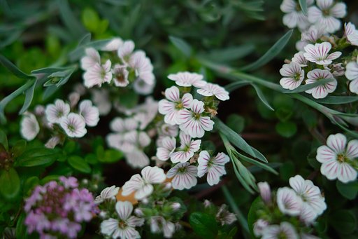 【質】花　質