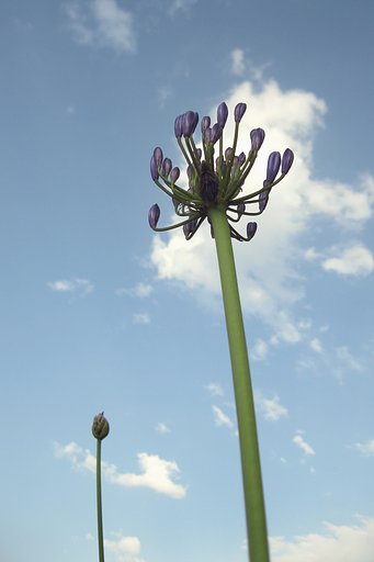 夏の空