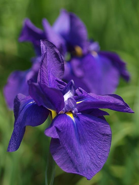 E-3+Macro PLanr100mmF2.8 WG