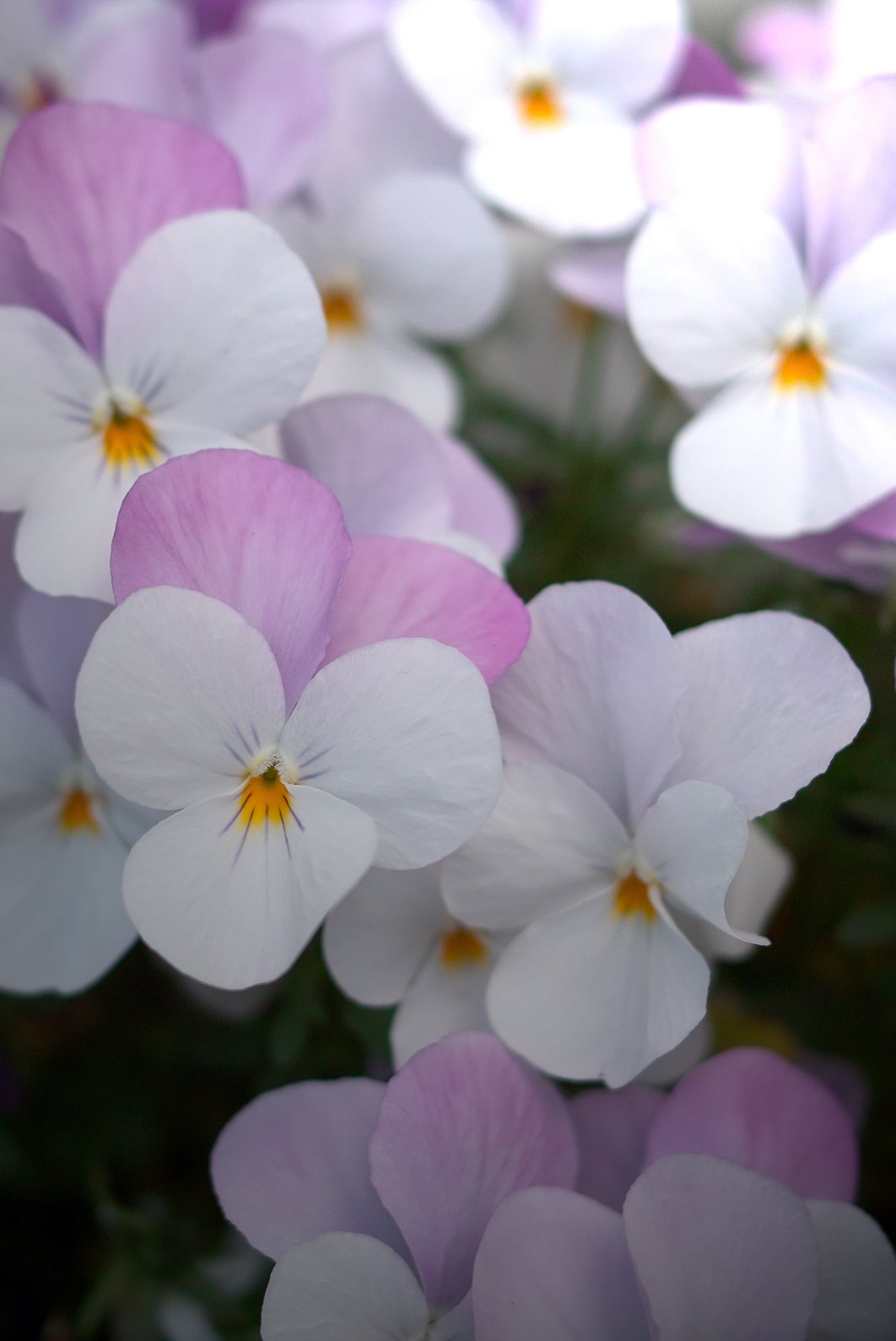 【質】紫陽花風味のビオラ