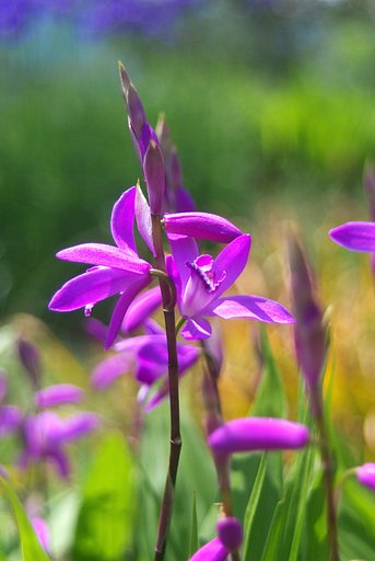 【質】怒派手なお花!