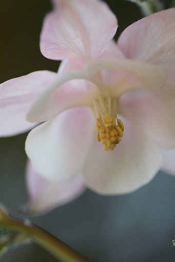 苧環