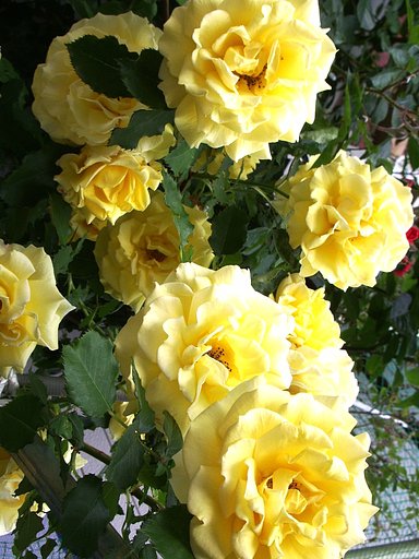 【縦撮】薔薇