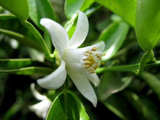 みかんの花
