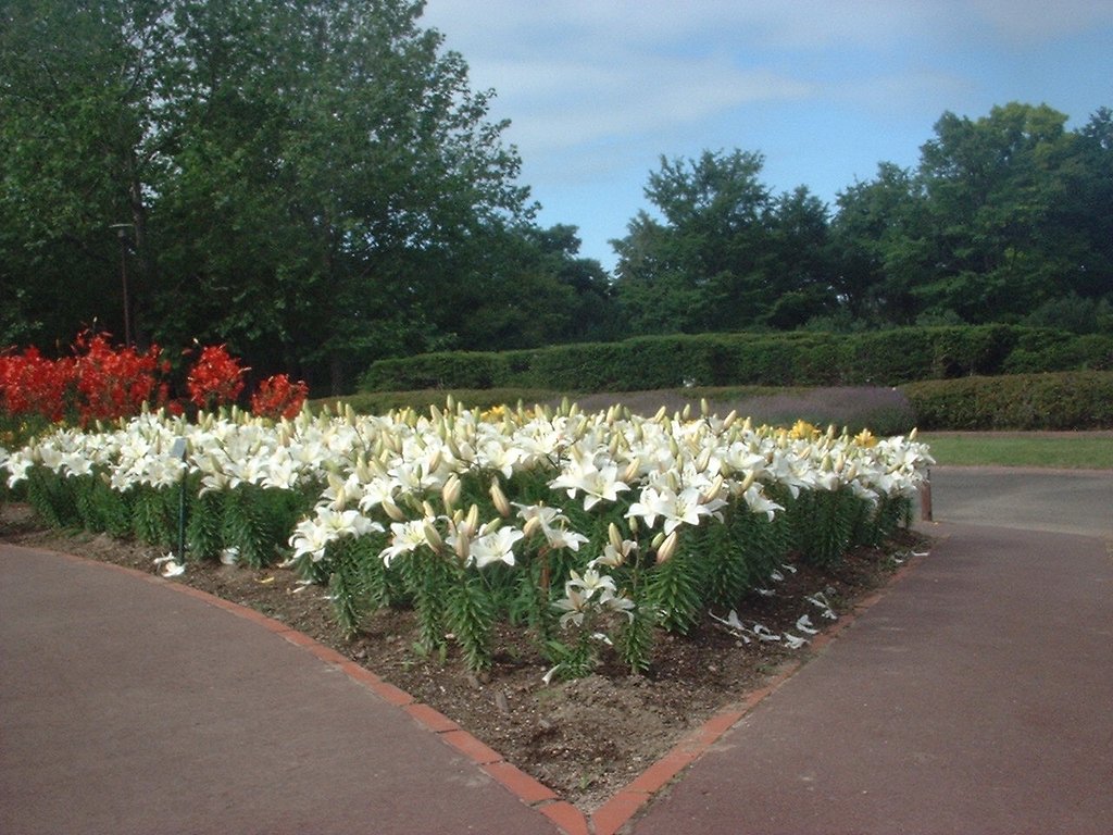 2009年の百合