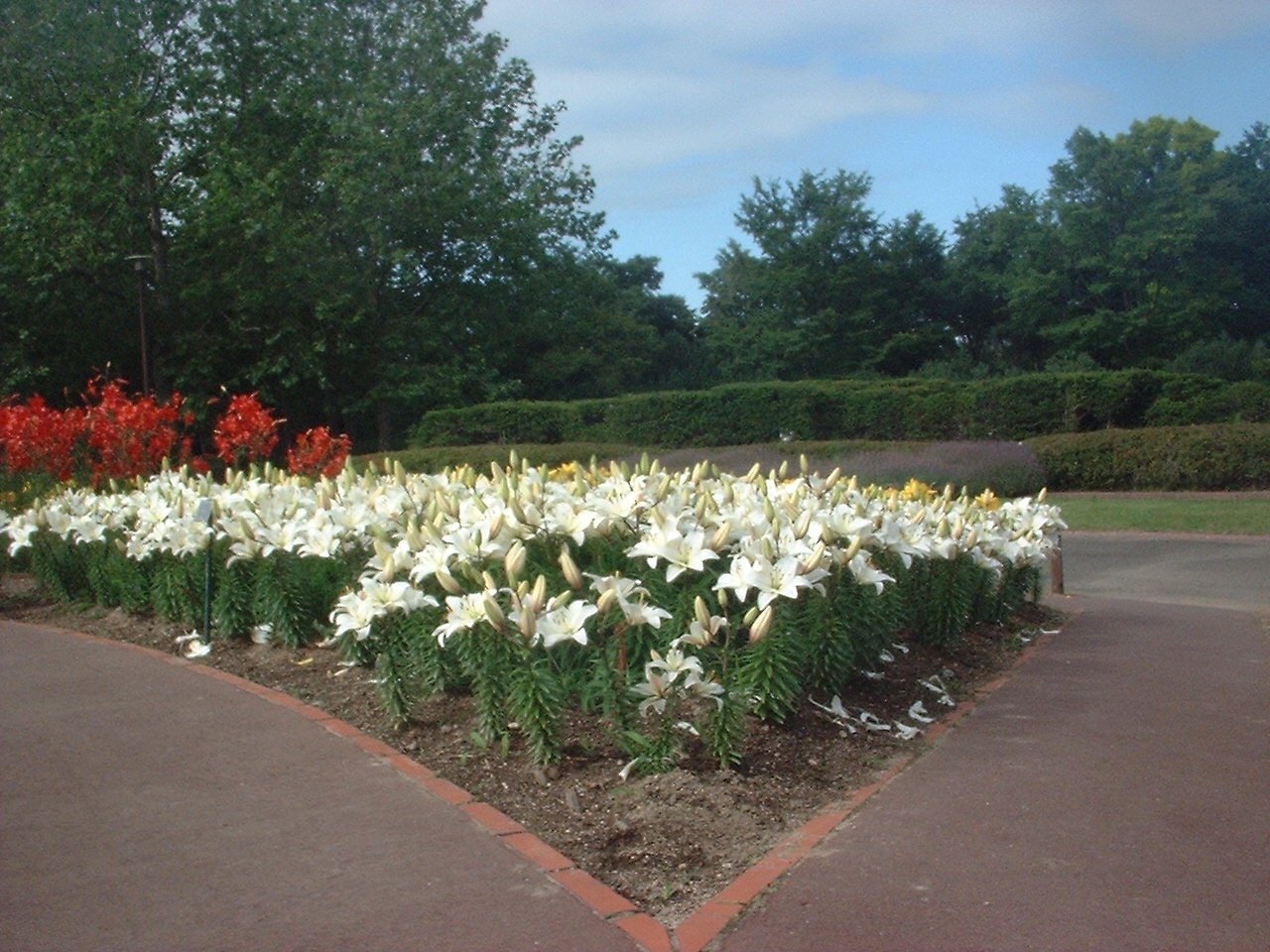 2009年の百合