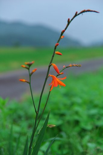 【縦撮り】スマートな花!