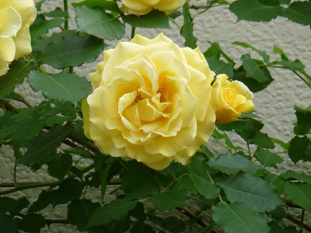爽やか薔薇さーん♪