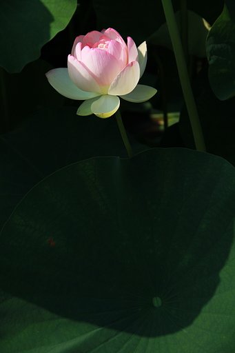 isaoさんへ。