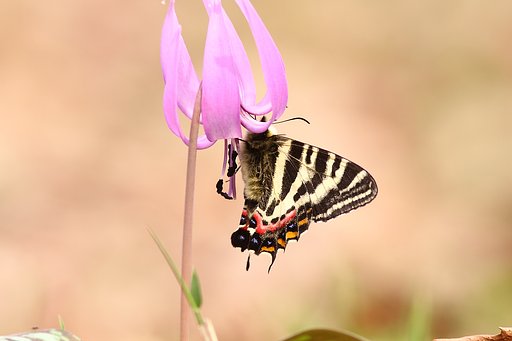 ギフチョウ　2011−Ⅲ