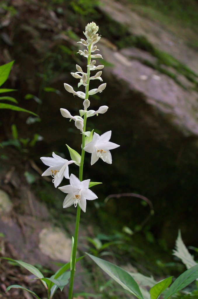山の中のギボウシ開花!