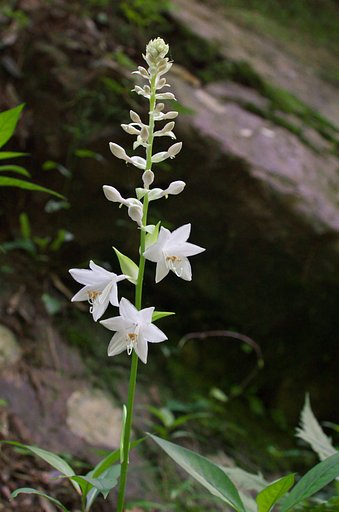 山の中のギボウシ開花!