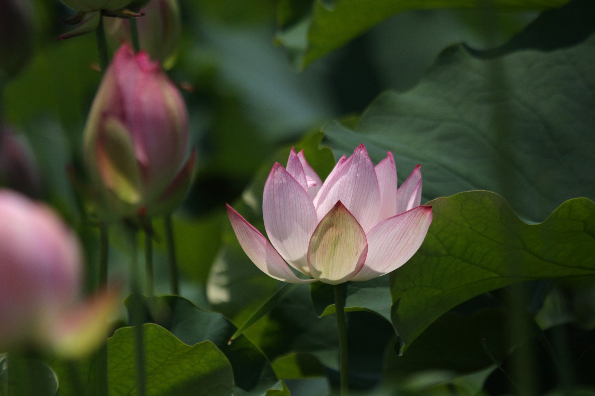 花蓮