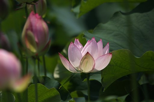 花蓮