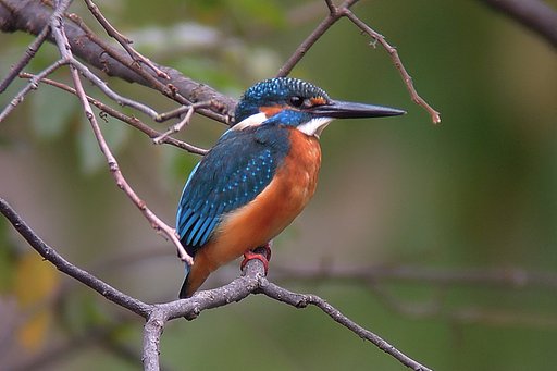 公園のカワ君