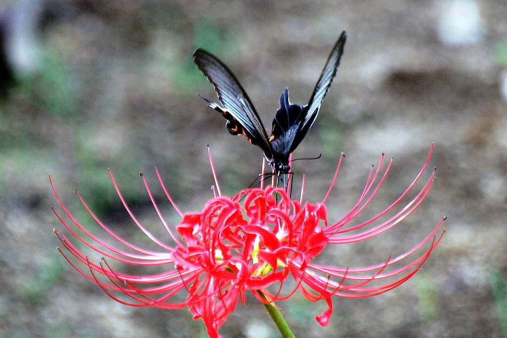 【紅】色の花に蝶が
