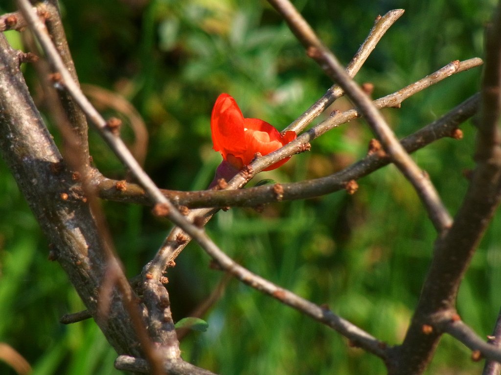 【紅】一点