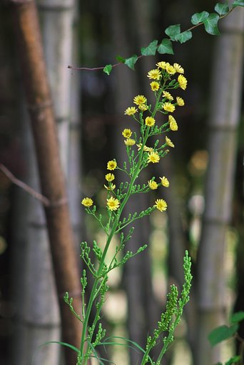 ボロ菊ににたただのでかい花!