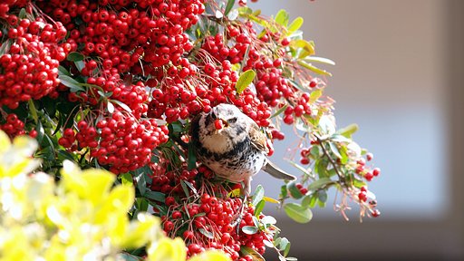 【紅】色の実に鳥が