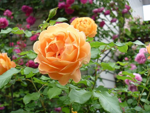 薔薇6