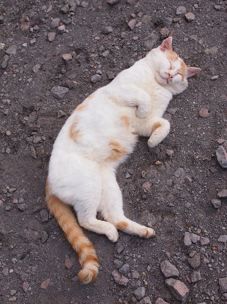 猫駅長