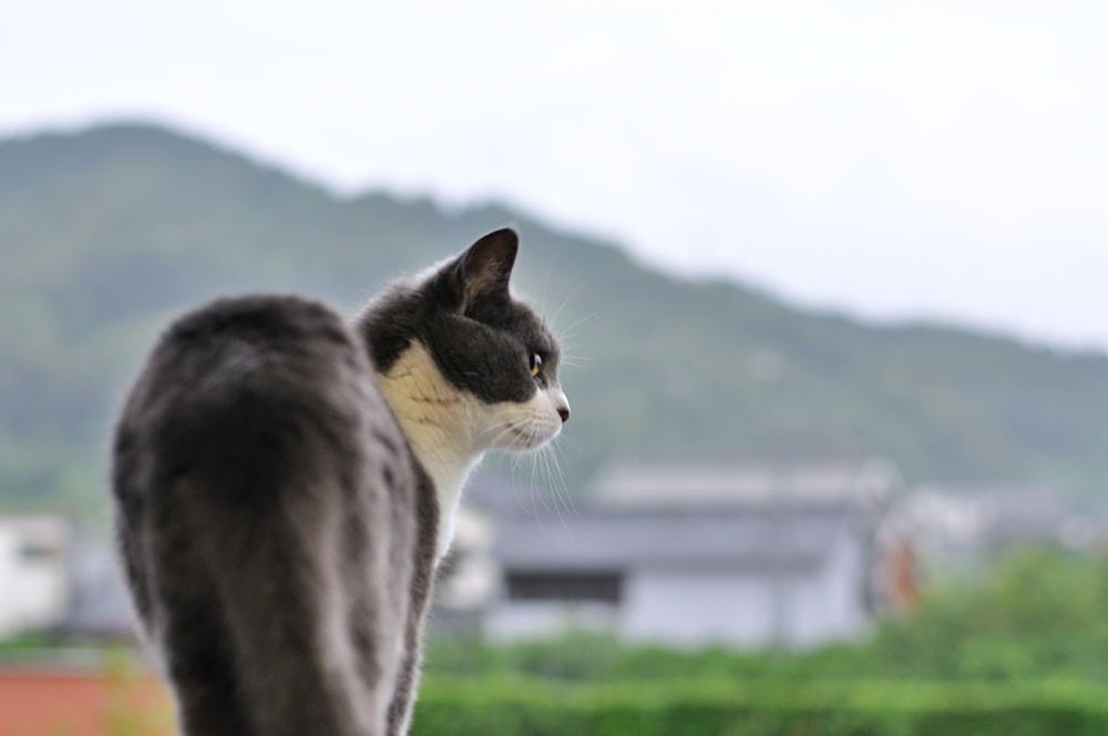 雨
