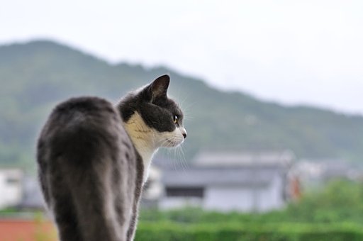 雨