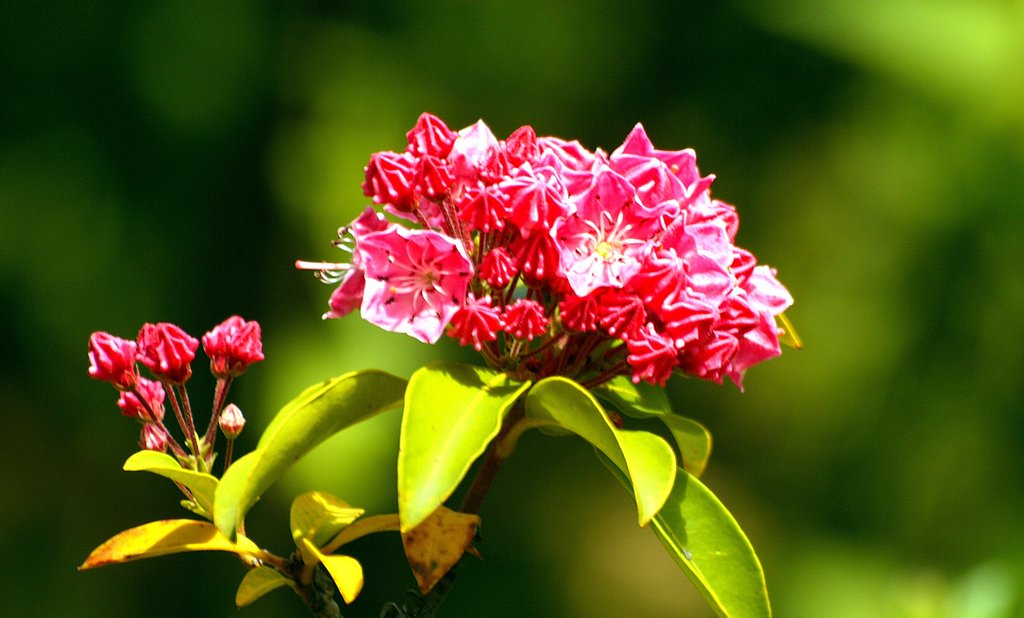 L10で花