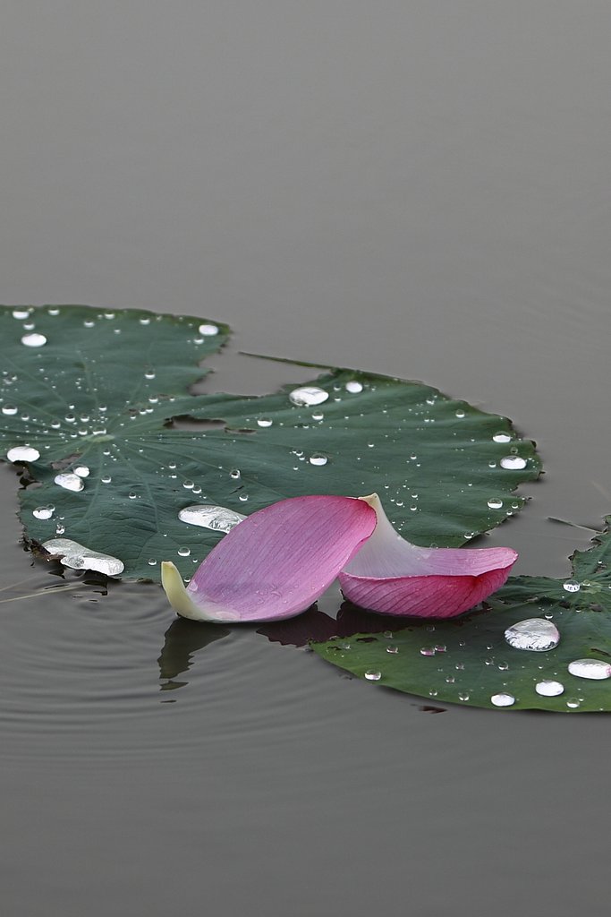 雨が止んだら