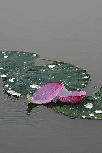 雨が止んだら