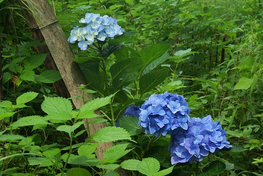 紫陽花もそろそろ見納め!