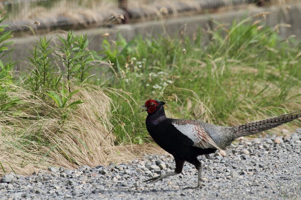 キジ