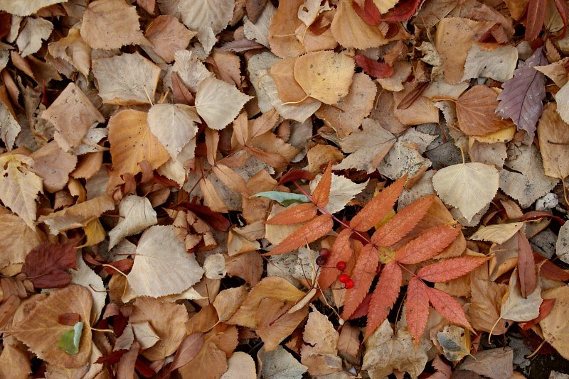 紅い実くっつけて