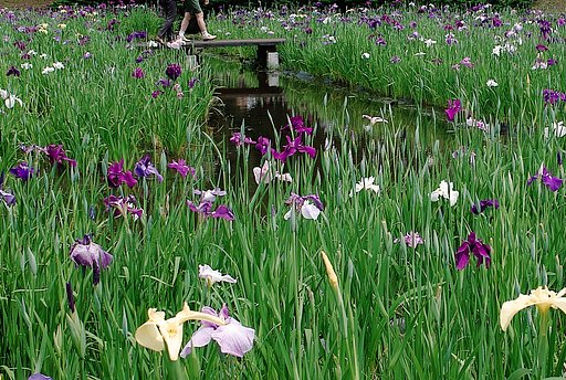 花菖蒲園