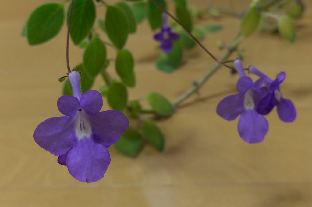 紫の花