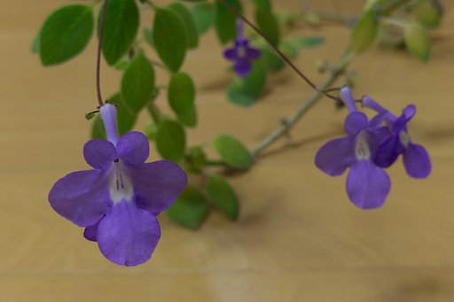紫の花