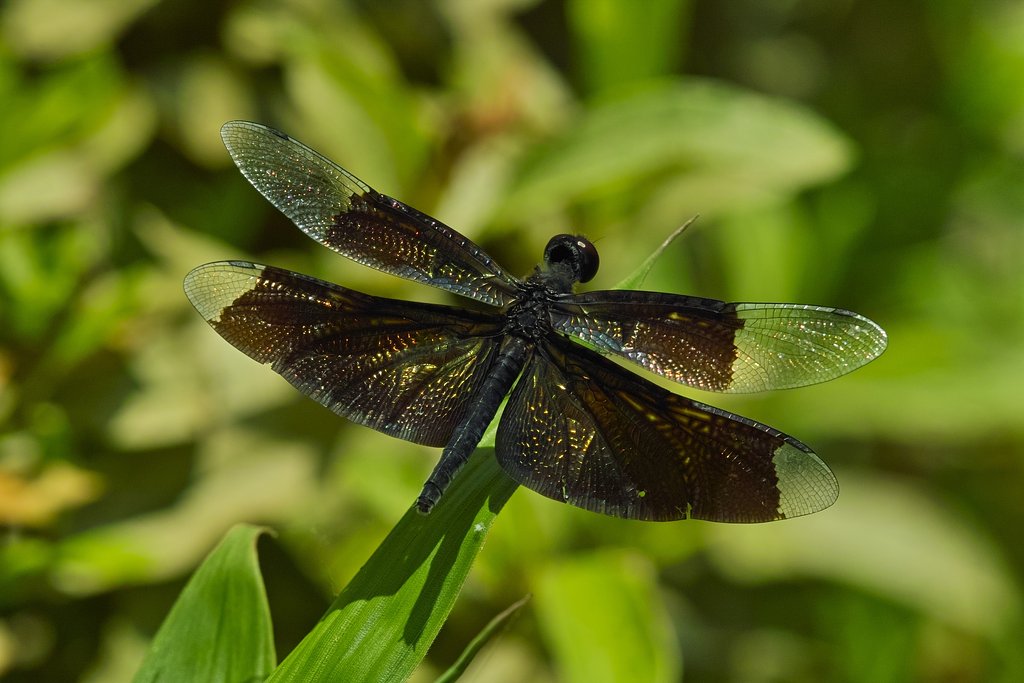 ♀のチョウトンボ