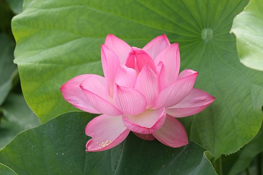 早起きの褒美