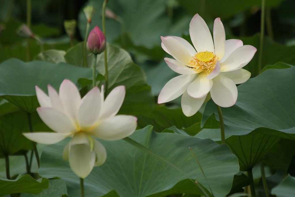 白い花蓮