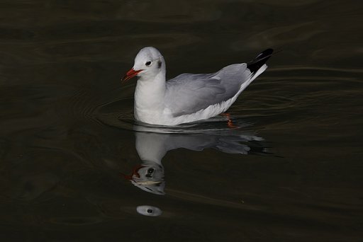 ユリカモメ