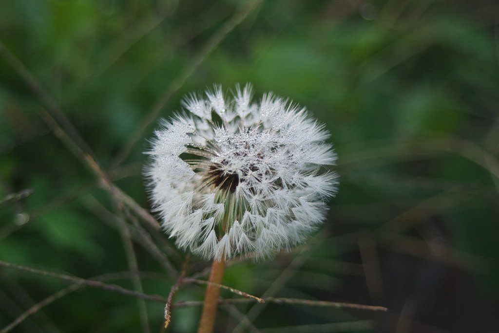 朝露が降りたタンポポの花。