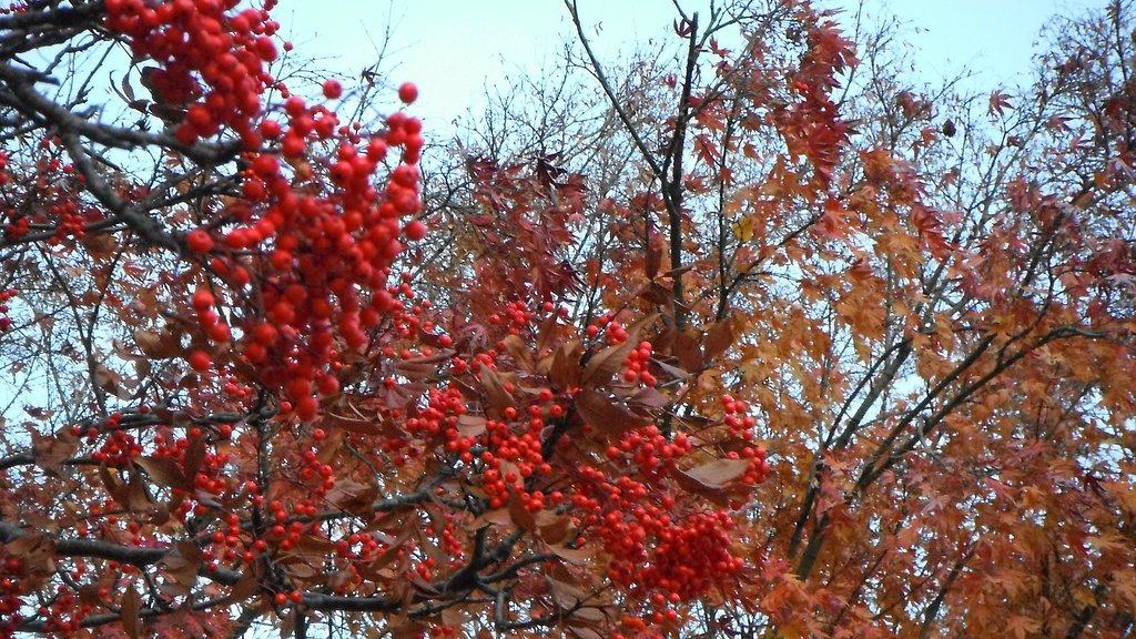 紅葉