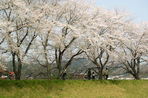 【おだやかに・・・・春】さくら土手＃２