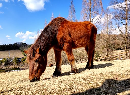 ポニー
