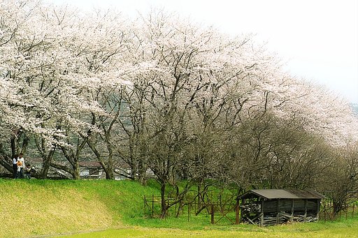 【おだやかに・・・・春】さくら土手＃３