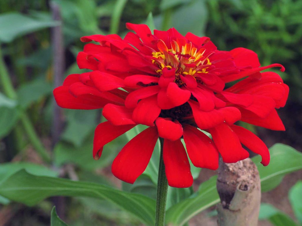 真紅の百日草